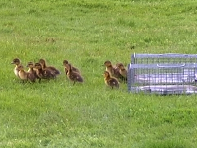 Raw: Ducklings Reunited After Falling Into Drain