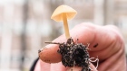 Foraged mushroom british columbia University of British Columbia Mary Berbee