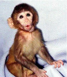 120_graphic_15macaque_infant