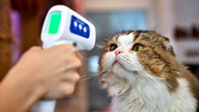 someone uses a temporal thermometer of a cat’s face